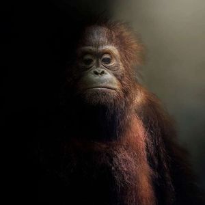 Meet your Posher, Alan